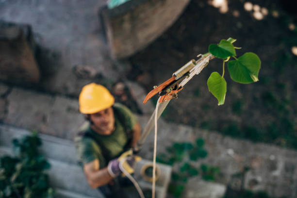 How Our Tree Care Process Works  in  Oxford, MI